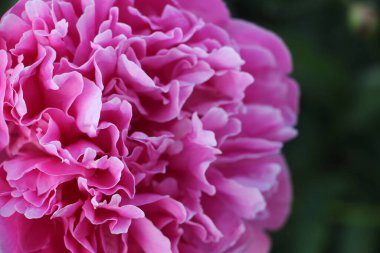 Pembe şakayık çiçeği. Yakın görüş.  