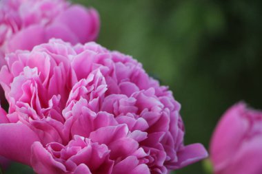 Pembe şakayık çiçeği. Yakın görüş.  