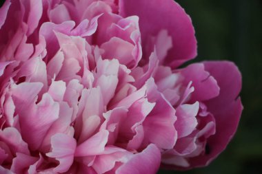 Pembe şakayık çiçeği. Yakın görüş.  