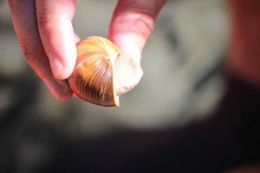 Bir salyangozun yakın görüntüsü  