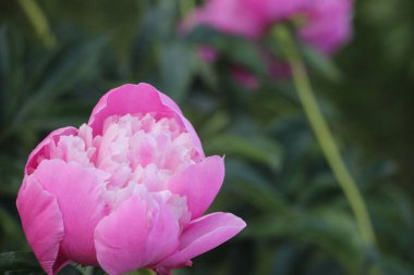 Pembe şakayık çiçeği. Yakın görüş.  