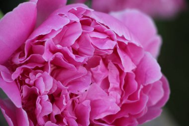 Pembe şakayık çiçeği. Yakın görüş.  