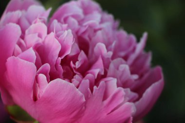 Pembe şakayık çiçeği. Yakın görüş.  