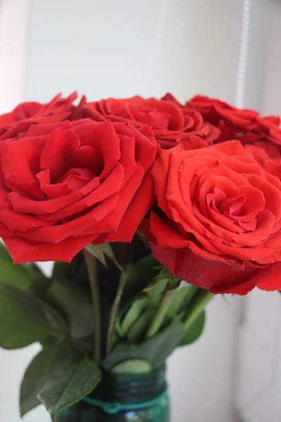 Kırmızı Güller Yakın Görünüm — Stok fotoğraf