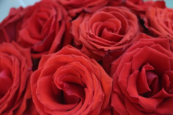 Kırmızı Güller Yakın Görünüm — Stok fotoğraf