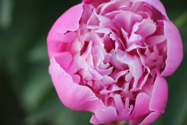 Rosa Pfingstrose Blume Nahaufnahme — Stockfoto