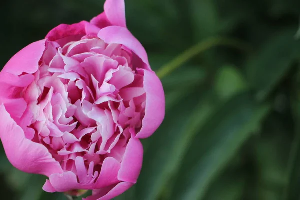 ピンク牡丹の花を間近で見る — ストック写真