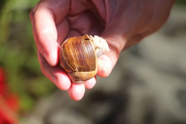 Vue Rapprochée Escargot — Photo