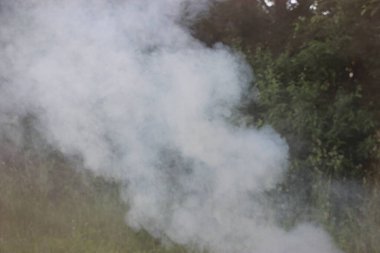 Yaz tatili: Ormanda barbekü