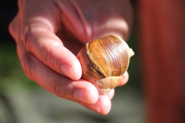 Bir salyangozun yakın görüntüsü  