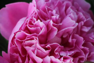 Pembe şakayık çiçeği. Yakın görüş.  
