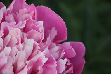 Pembe şakayık çiçeği. Yakın görüş.  