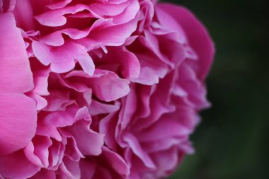 Pembe şakayık çiçeği. Yakın görüş.  