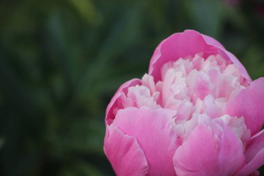 Pembe şakayık çiçeği. Yakın görüş.  