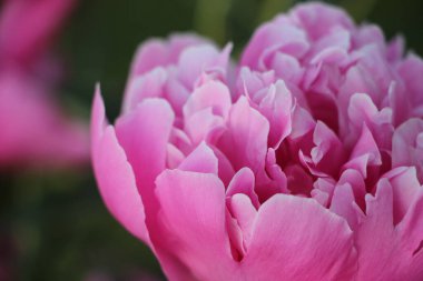 Pembe şakayık çiçeği. Yakın görüş.  