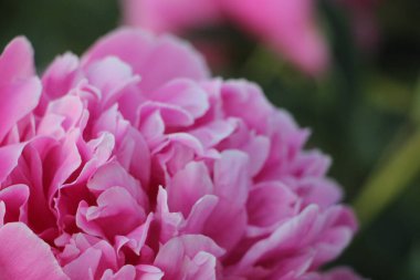 Pembe şakayık çiçeği. Yakın görüş.  