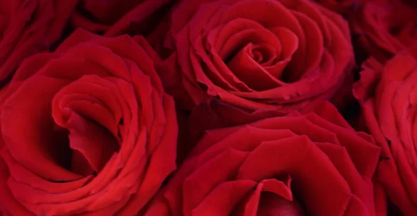 Red Roses Close View — Stock Photo, Image