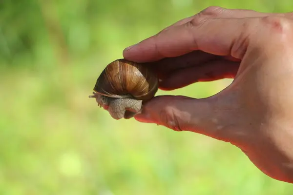 Vue Rapprochée Escargot — Photo