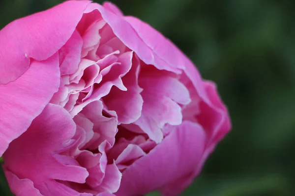 Pembe Şakayık Çiçeği Yakın Görüş — Stok fotoğraf