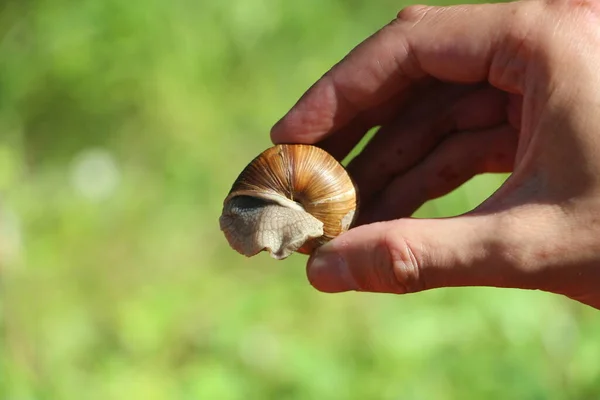 Närbild Snigel — Stockfoto