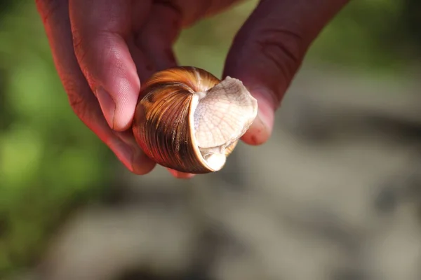 Nahaufnahme Einer Schnecke — Stockfoto