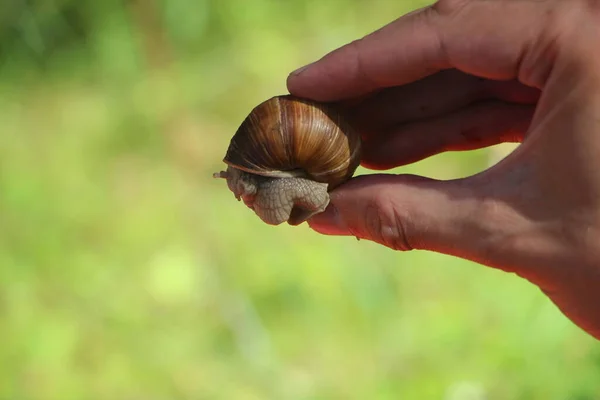 Nahaufnahme Einer Schnecke — Stockfoto