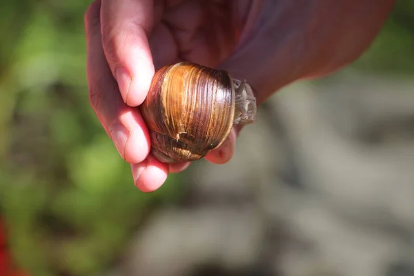 Vue Rapprochée Escargot — Photo