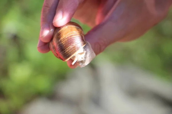 Vue Rapprochée Escargot — Photo