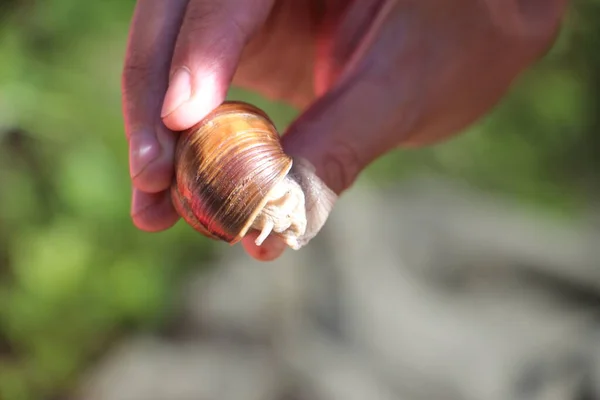 一只蜗牛的近视 — 图库照片