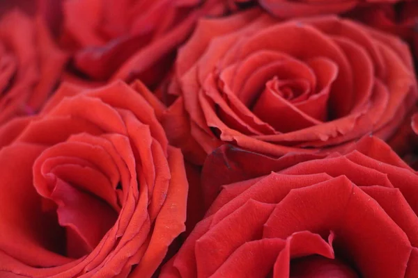 Roses Rouges Vue Rapprochée — Photo