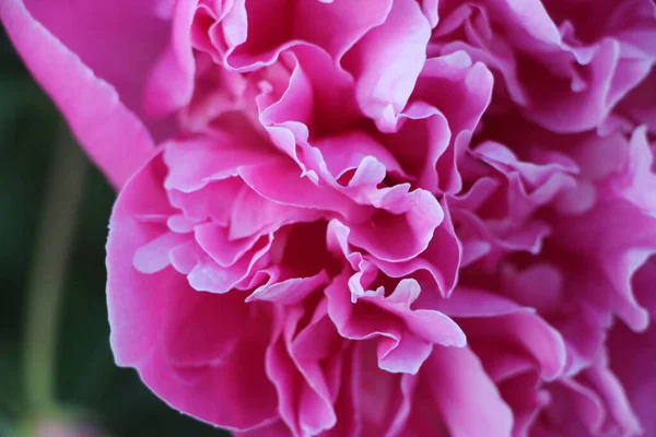 ピンク牡丹の花を間近で見る — ストック写真