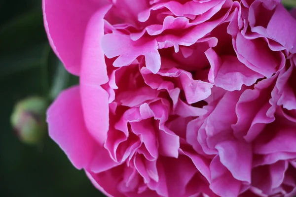 Flor Peônia Rosa Vista Perto — Fotografia de Stock