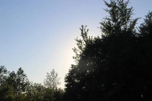 Летние Деревья Голубом Фоне Неба — стоковое фото