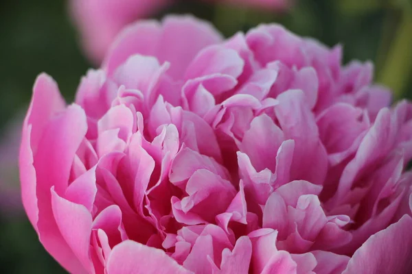 ピンク牡丹の花を間近で見る — ストック写真