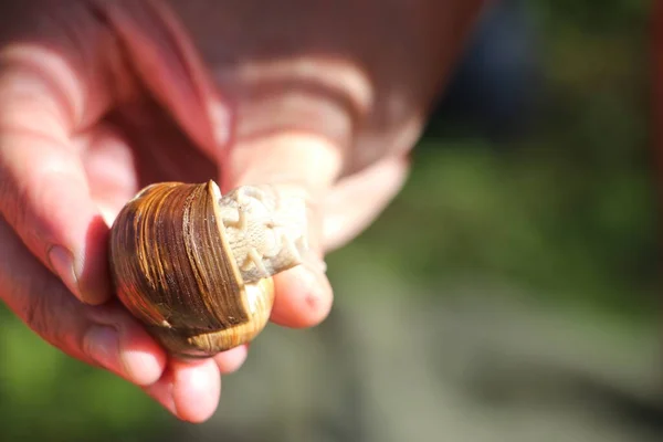 Vue Rapprochée Escargot — Photo