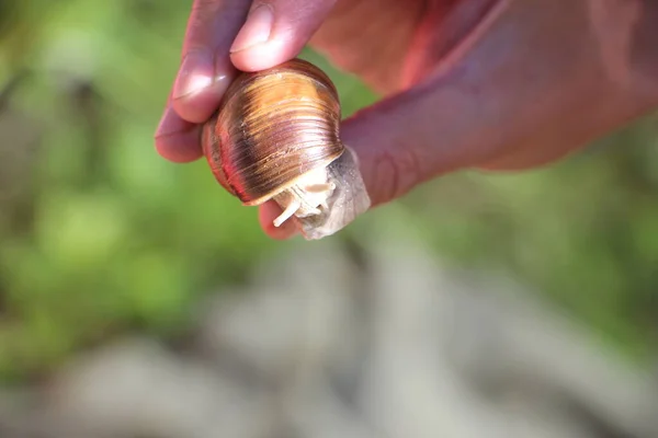 一只蜗牛的近视 — 图库照片