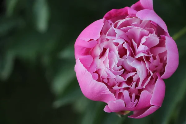Rosa Pfingstrose Blume Nahaufnahme — Stockfoto