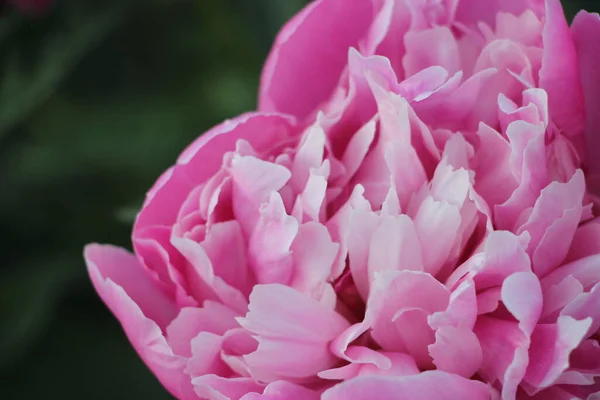 Цветок Розового Пиона Крупным Планом — стоковое фото