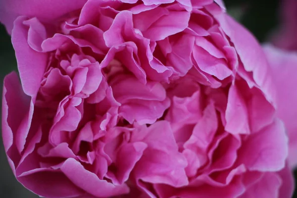 Różowy Piwonia Kwiat Zbliżenie Widok — Zdjęcie stockowe