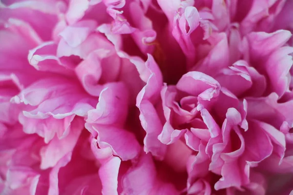 Цветок Розового Пиона Крупным Планом — стоковое фото
