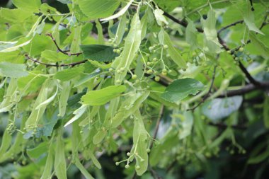 Yaklaş yeşil çalı Yapraklar güneş ışığında,