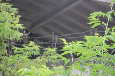 yeşil yapraklar yakın görünüm 