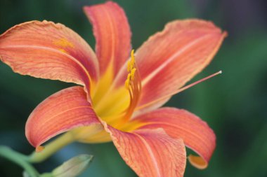 Orange flower close up view in garden