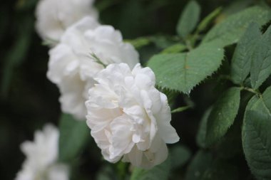 Beyaz güller yakın görünüm 