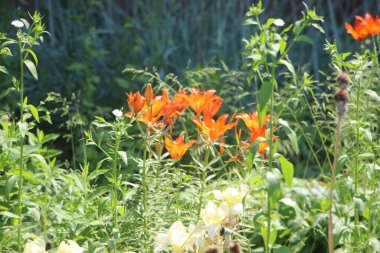 Çiçek tarlası güzel manzara 