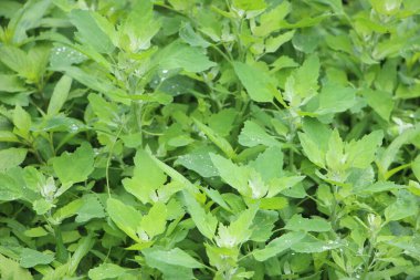 Yaklaş yeşil çalı Yapraklar güneş ışığında,