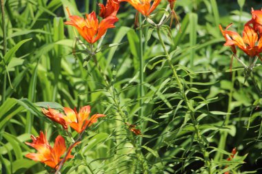 Orange flower close up view in garden