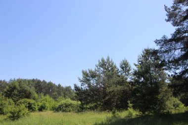 Ağaç kabuğunun ahşap dokusu