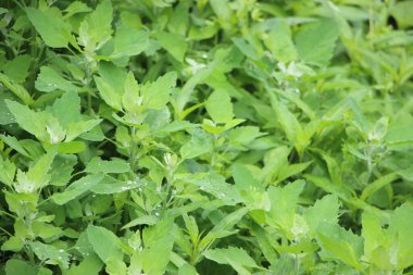 Yaklaş yeşil çalı Yapraklar güneş ışığında,