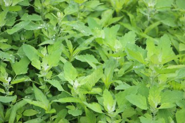 Yaklaş yeşil çalı Yapraklar güneş ışığında,